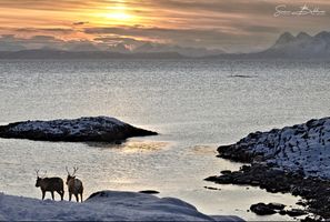 ~Novemberlys over fjorden~